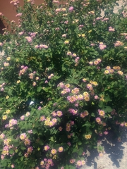 Lantana camara