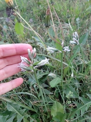 Ornithogalum boucheanum