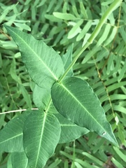 Asclepias rubra