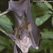 Large-eared Slit-faced Bat - Photo (c) Jakob Fahr, some rights reserved (CC BY-NC), uploaded by Jakob Fahr
