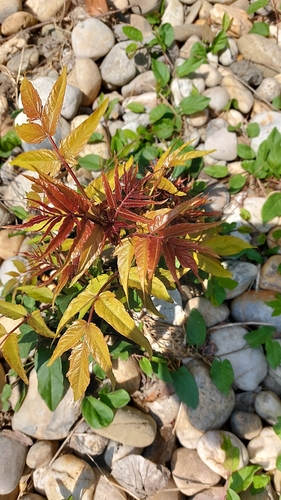 Pajasen (Ailanthus altissima)
