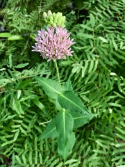 Asclepias rubra