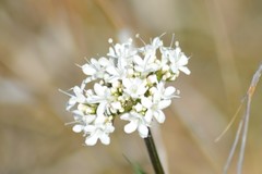 Valeriana uliginosa
