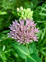 Asclepias rubra