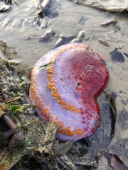 Pseudocolochirus violaceus