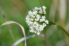 Valeriana uliginosa