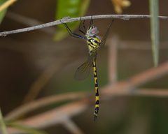 Hemicordulia intermedia