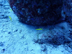 Halichoeres leucoxanthus