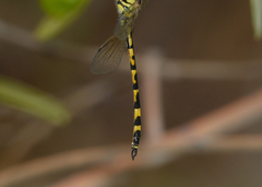 Hemicordulia intermedia