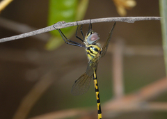 Hemicordulia intermedia