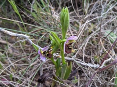 Ophrys fuciflora maxima