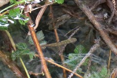 Oncorhynchus kisutch