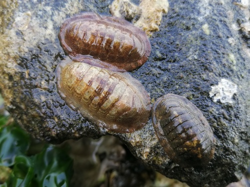 Ischnochiton hakodadensis