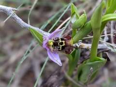 Ophrys fuciflora maxima