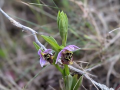 Ophrys fuciflora maxima