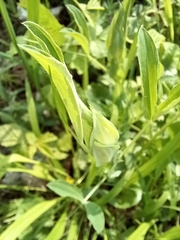 Lathyrus pratensis