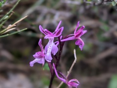 Orchis sitiaca