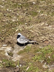 Motacilla alba