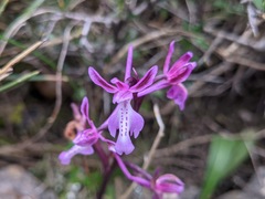 Orchis sitiaca