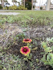 Gaillardia pulchella