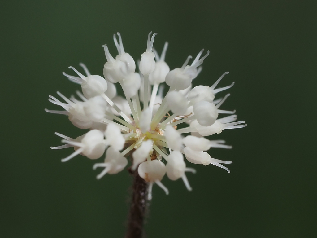 Hydrocotyle du Brésil (Hydrocotyle leucocephala)