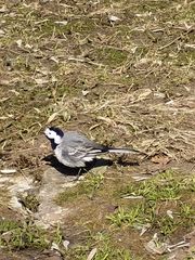 Motacilla alba