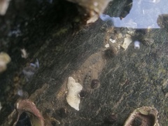 Acanthochitona rubrolineata