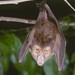 Dwarf Slit-faced Bat - Photo (c) Jakob Fahr, some rights reserved (CC BY-NC), uploaded by Jakob Fahr