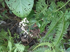 Psychotria serpens
