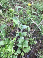 Rudbeckia scabrifolia