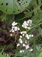 Psychotria serpens