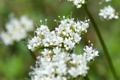 Valeriana uliginosa