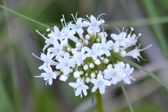 Valeriana uliginosa