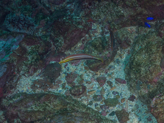 Hologymnosus doliatus