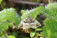 Enchoria lacteata