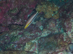 Hologymnosus doliatus