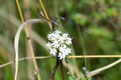 Valeriana uliginosa