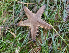 Astropecten indicus