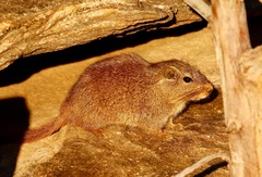 Petromus typicus