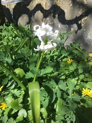 Ornithogalum nutans