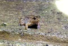 Occidozyga martensii