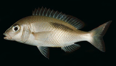 Thumbprint Monocle Bream photo 2