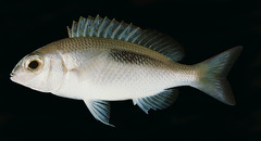 Thumbprint Monocle Bream photo 3