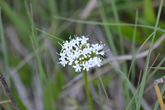 Valeriana uliginosa