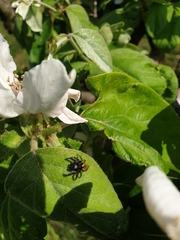 Carrhotus xanthogramma