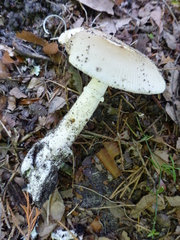 Amanita murrilliana