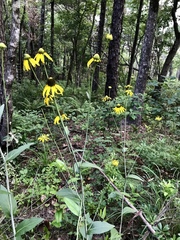 Rudbeckia scabrifolia