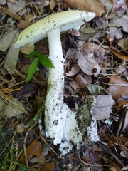 Amanita murrilliana