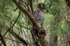 Powerful Owl photo 4