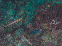 Hologymnosus doliatus